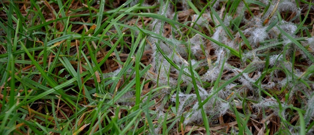 snezna_plisen_nahled_clanku (1)